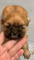 Buttercup #3, a male Shih Tzu for sale in Bells, TX – 2 of 4