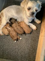 Buttercup #3, a male Shih Tzu for sale in Bells, TX – 4 of 4
