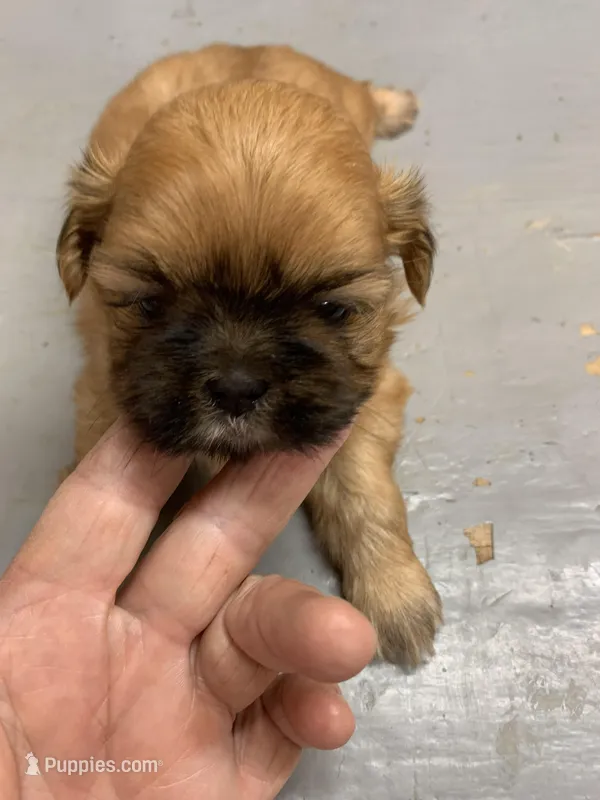 Buttercup #3 – Shih Tzu puppy for sale in Bells, TX