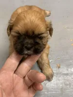 Buttercup #3, a male Shih Tzu for sale in Bells, TX – 1 of 4