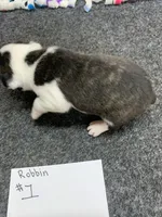 Robin#1, a female Boston Terrier for sale in Bells, TX – 3 of 6