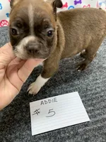 Addie #5, a male Boston Terrier for sale in Bells, TX – 5 of 6