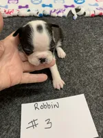 Robin#3, a female Boston Terrier for sale in Bells, TX – 1 of 4