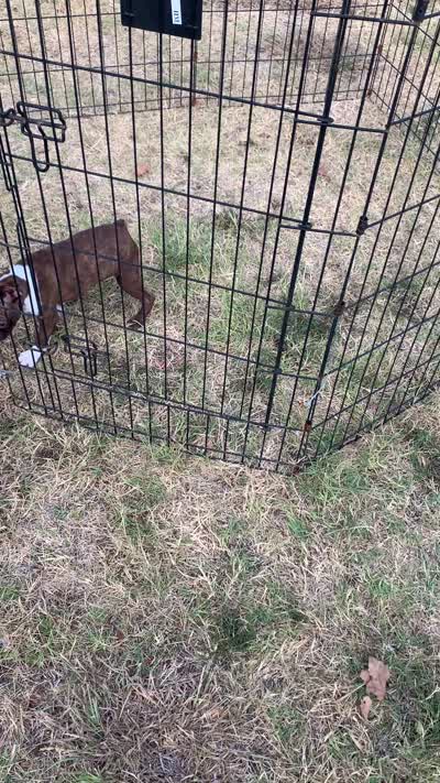 Addie #6, a male Boston Terrier for sale in Bells, TX – 7 of 7