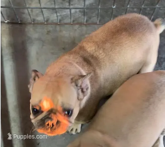 Butter  – French Bulldog puppy for sale in Bells, TX