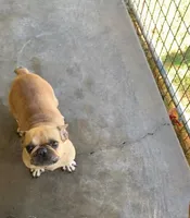 Butter , a female French Bulldog for sale in Bells, TX – Photo 1 of 2