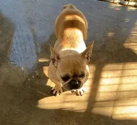 Butter , a female French Bulldog for sale in Bells, TX – Photo 2 of 2