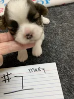 Mary #1, a female Shih Tzu for sale in Bells, TX – 1 of 5