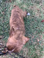 Addie # 6, a male Boston Terrier for sale in Bells, TX – 2 of 6