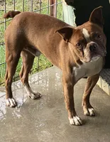 Addie #2, a female Boston Terrier for sale in Bells, TX – 5 of 5