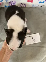 Diamond #4, a male Boston Terrier for sale in Bells, TX – 2 of 3
