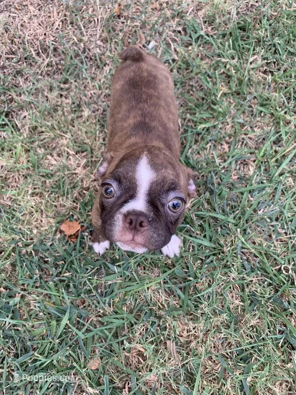 Addie #3 – Boston Terrier puppy for sale in Bells, TX