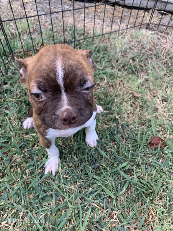 Addie # 6 – Boston Terrier puppy for sale in Bells, TX