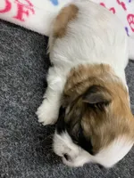 Snickers #4, a male Shih Tzu for sale in Bells, TX – 4 of 5