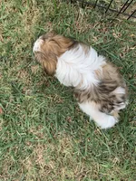 Snickers #3, a male Shih Tzu for sale in Bells, TX – 2 of 4