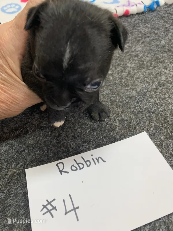 Robin# 4 – Boston Terrier puppy for sale in Bells, TX