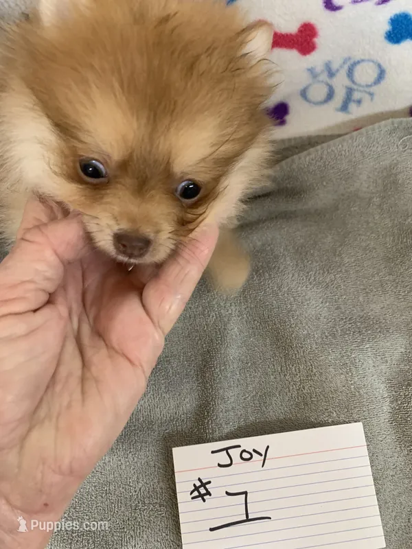 Joy #1, a female Pomeranian for sale in Bells, TX – 1 of 3