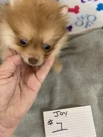 Joy #1, a female Pomeranian for sale in Bells, TX – 1 of 3