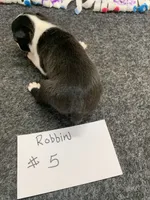 Robin #5, a female Boston Terrier for sale in Bells, TX – 5 of 5