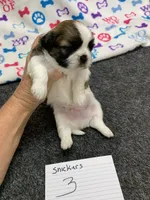 Snickers #3, a male Shih Tzu for sale in Bells, TX – 4 of 4