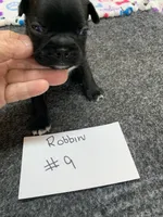 Robin, a male Boston Terrier for sale in Bells, TX – 2 of 5