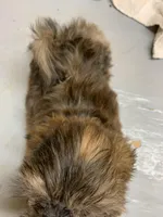 Mary # 2, a male Shih Tzu for sale in Bells, TX – Photo 3 of 3