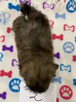 Mary # 2, a male Shih Tzu for sale in Bells, TX – Photo 2 of 4