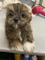 Mary # 2, a male Shih Tzu for sale in Bells, TX – Photo 1 of 3