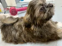 Mary # 2, a male Shih Tzu for sale in Bells, TX – Photo 2 of 3