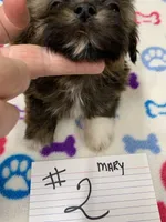 Mary # 2, a male Shih Tzu for sale in Bells, TX – Photo 3 of 4