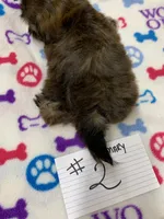 Mary # 2, a male Shih Tzu for sale in Bells, TX – Photo 4 of 4