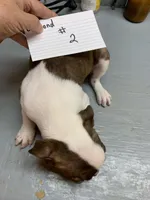 Diamond 2, a female Boston Terrier for sale in Bells, TX – Photo 3 of 4