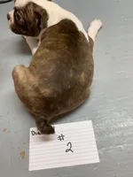 Diamond 2, a female Boston Terrier for sale in Bells, TX – Photo 4 of 4