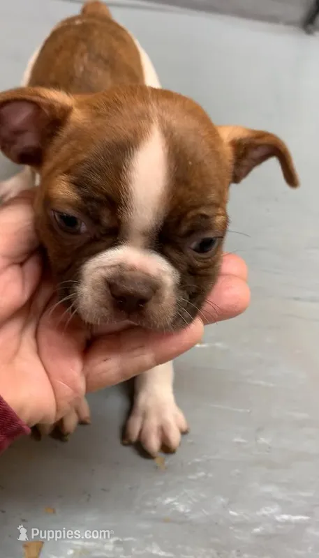 Diamond 3 – Boston Terrier puppy for sale in Bells, TX