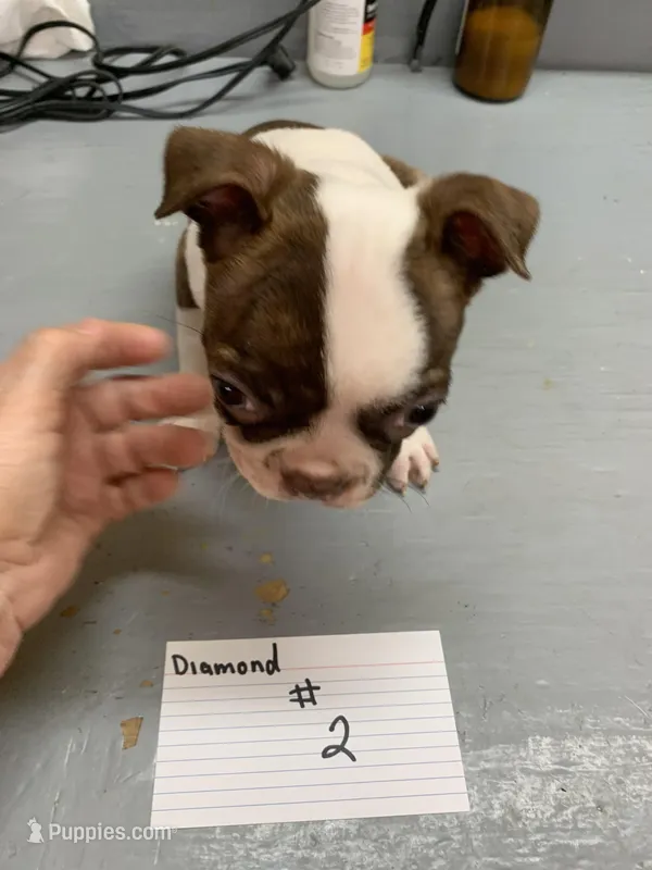 Diamond 2 – Boston Terrier puppy for sale in Bells, TX
