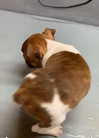 Diamond 3, a female Boston Terrier for sale in Bells, TX – Photo 2 of 2