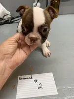 Diamond 2, a female Boston Terrier for sale in Bells, TX – Photo 2 of 4