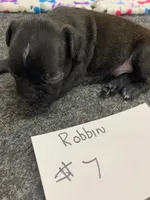 Robin# 7, a male Boston Terrier for sale in Bells, TX – 3 of 5