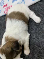Mary #1, a female Shih Tzu for sale in Bells, TX – 4 of 5