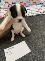 Robin#1, a female Boston Terrier for sale in Bells, TX – 5 of 6