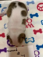 Diamond #1, a female Boston Terrier for sale in Bells, TX – Photo 2 of 3