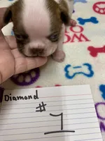 Diamond #1, a female Boston Terrier for sale in Bells, TX – Photo 1 of 3