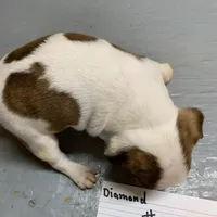 Diamond #1, a female Boston Terrier for sale in Bells, TX – Photo 2 of 3