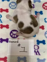 Diamond #1, a female Boston Terrier for sale in Bells, TX – Photo 3 of 3