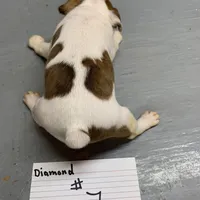 Diamond #1, a female Boston Terrier for sale in Bells, TX – Photo 3 of 3