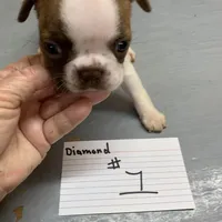 Diamond #1, a female Boston Terrier for sale in Bells, TX – Photo 1 of 3
