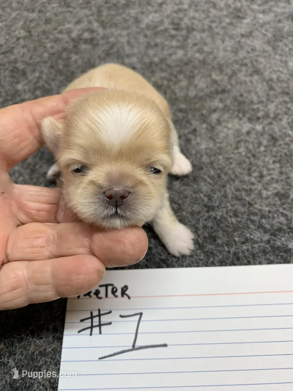 Teeter #1 – Shih Tzu puppy for sale in Bells, TX