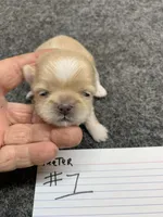 Teeter #1, a female Shih Tzu for sale in Bells, TX – Photo 1 of 5