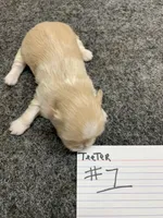 Teeter #1, a female Shih Tzu for sale in Bells, TX – Photo 3 of 5