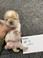 Teeter #1, a female Shih Tzu for sale in Bells, TX – Photo 4 of 5